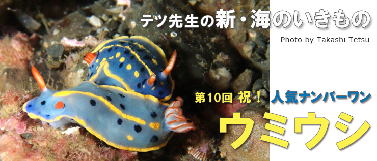 新・海のいきもの