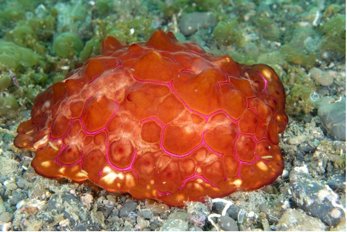 イッサイフシエラガイ　英名:Warty Sidegilled Slug　撮影地:三保真崎　水深:７m 体長30cm Photo by Takashi Tetsu