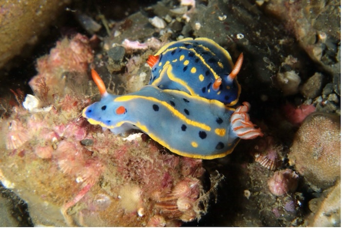 アオウミウシ　英名:Blue sea slug　撮影地：三保真崎　水深6ｍ　体長3㎝ Photo by Takashi Tetsu
