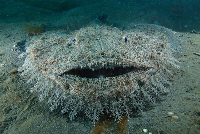 威嚇するキアンコウ　英名：Yellow goosefish　撮影地：三保真崎　水深19m 体長80cm