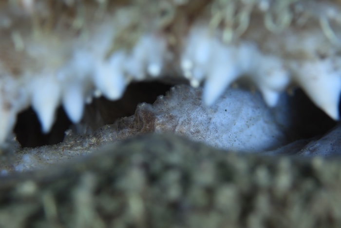 キアンコウの口の中　撮影地：三保真崎　水深19m　体長80cm　