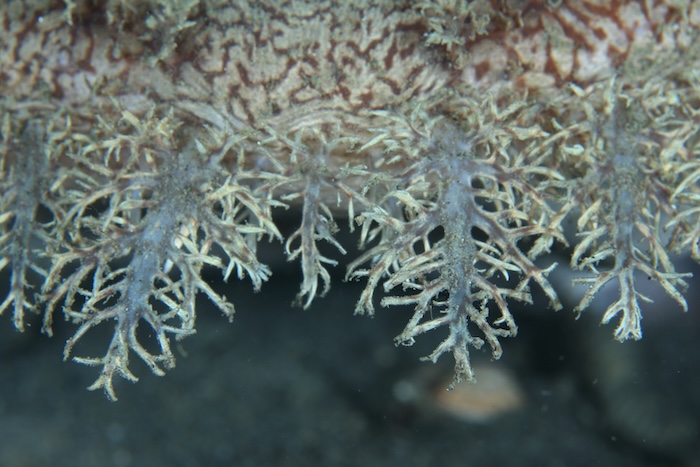 キアンコウ頭部周辺の皮弁　撮影地：三保真崎