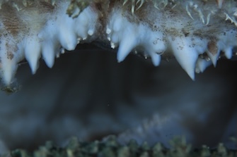 肉食のキアンコウは鋭い歯を持つ　撮影地：三保真崎