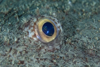 つぶらな瞳　撮影地：三保真崎