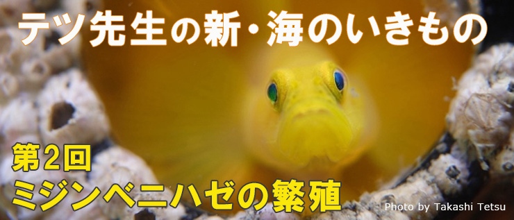 新・海のいきもの