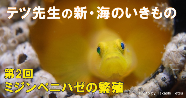 連載／新・海のいきもの〜第2回ミジンベニハゼの繁殖｜海の生き物