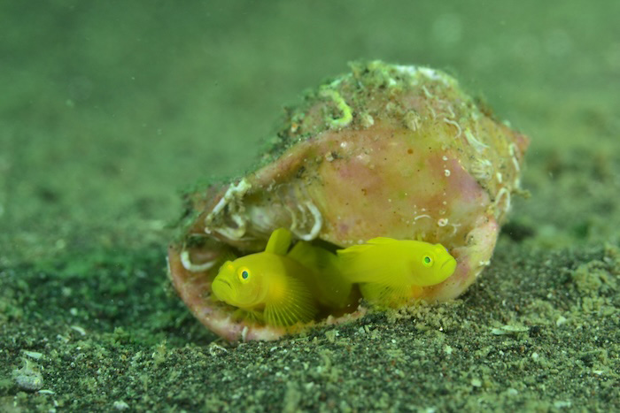 巻貝にいるミジンベニハゼのペア。体長３〜４cm　大瀬崎湾内　水深20m