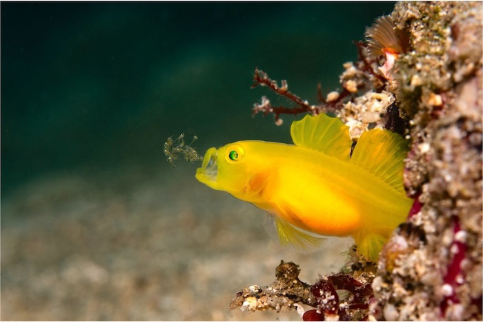 次の産卵を控えてお腹が大きいメスのミジンベニハゼ。仔魚を吹き出す貴重なシーン　体長４cm　鹿児島県南さつま　水深12m