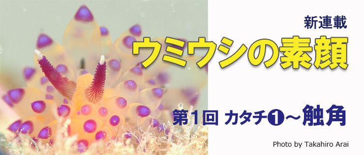 【新連載】ウミウシの素顔