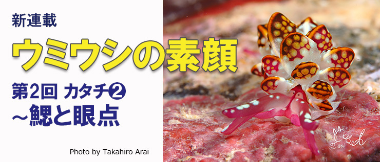 ウミウシの素顔