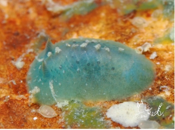 〈半月状のもの〉アオクシエラウミウシ(水深1m、体長約0.8cm 撮影地:葉山)