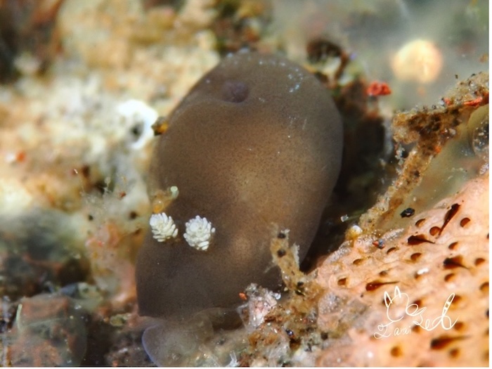 カンムリハラックサウミウシ(水深15m、体長約0.8cm、トランバン)