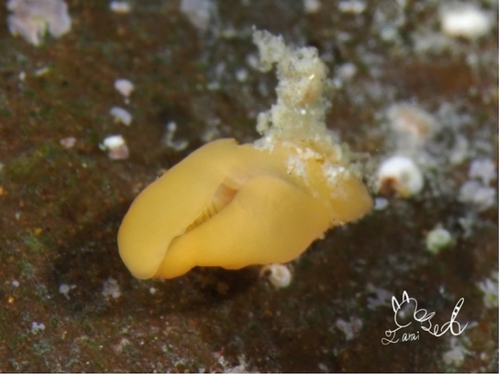 〈上から確認できるもの〉アカキセワタ(水深4m、体長約0.8cm 撮影地:葉山)