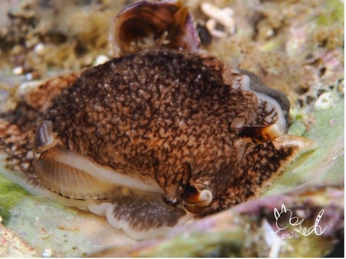 〈横から確認できるもの〉ウミフクロウ(水深3m、体長約1cm、撮影地:葉山)