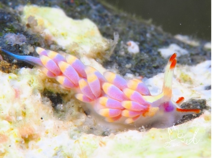 〈触角の付け根〉アカヒゲミノウミウシ(水深3m、体長約0.8cm、撮影地:葉山)