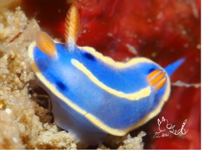 〈触角の後ろ〉アオウミウシ(水深10m、体長約0.8cm、撮影地:葉山)