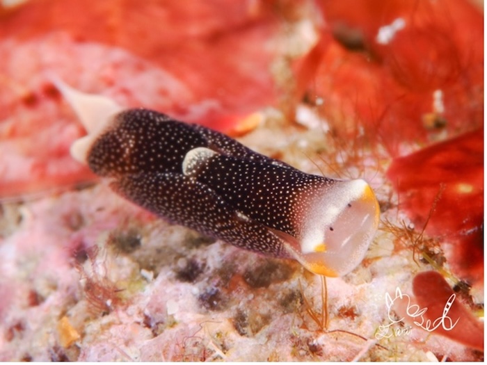 〈正面〉ビウウェ属の一種2(水深1m、体長約1cm、撮影地:懇丁)