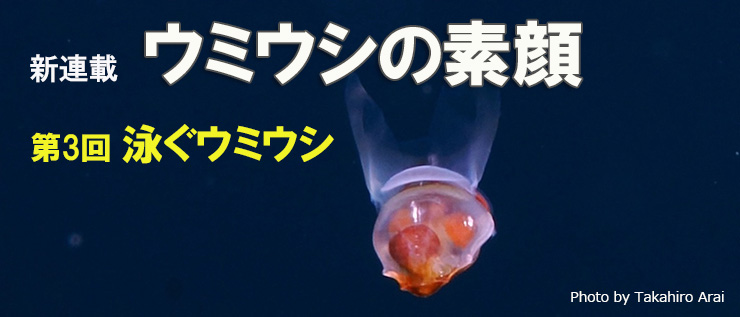 ウミウシの素顔