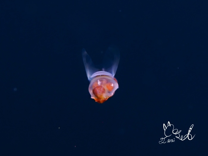 キヨコカメガイ（水深5m　体長0.8㎝　撮影地：浮島）