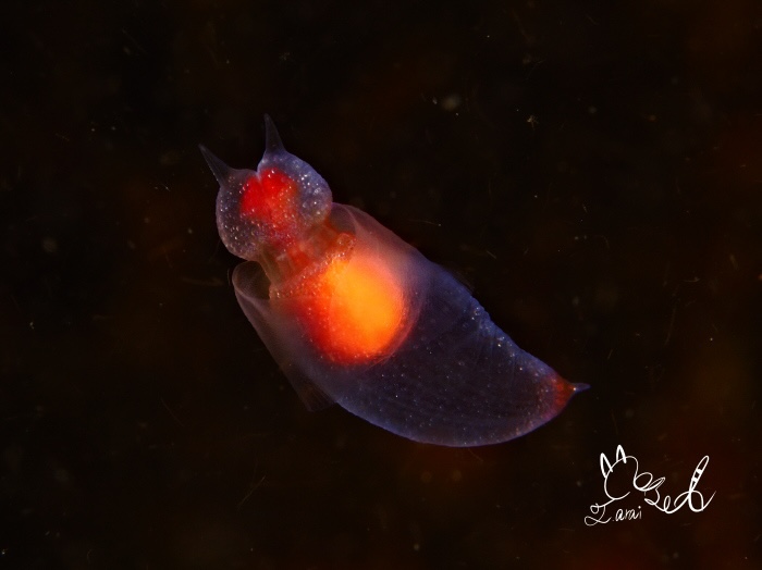 ハダカガメガイ（水深2m　体長2㎝　撮影地：羅臼）