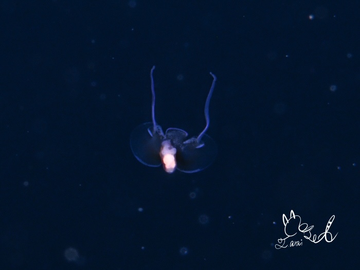 コチョウカメガイ（水深5m　体長0.3cm  撮影地：浮島）