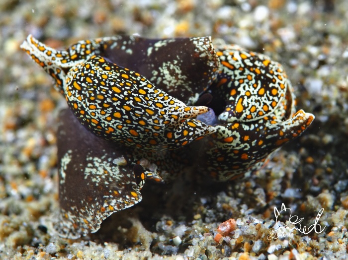 アカボシエチゴウミコチョウ（水深6m 体長1cm 撮影地：柏崎）