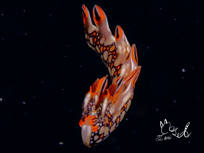 ヒオドシユビウミウシ（水深6m　体長1.5cm　撮影地：沖縄本島）