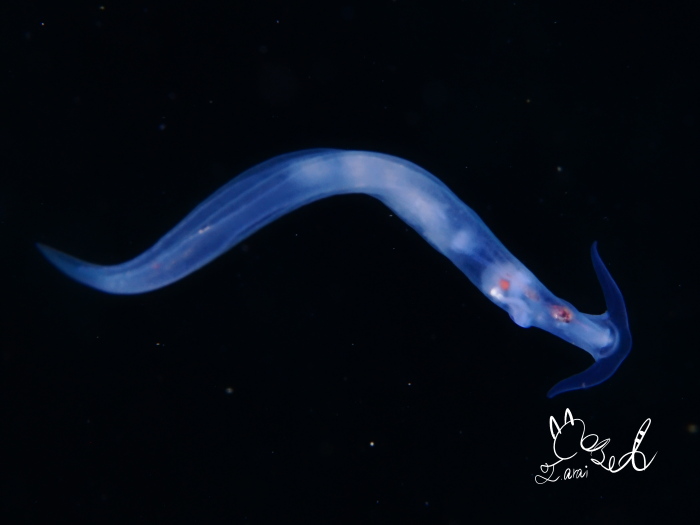 ササノハウミウシ（水深5m　体長1.5cm　撮影地：浮島）