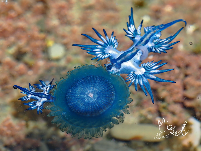 アオミノウミウシ（水面  体長3cm　撮影地：葉山 )