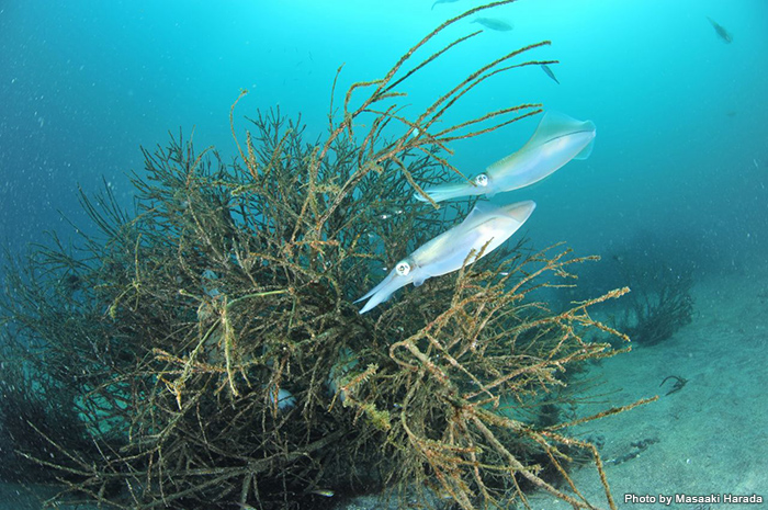 海のいきもの アオリイカの産卵シーズン 海のいきもの 海の生き物 Marine Diving Web マリンダイビングウェブ