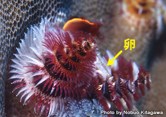海のいきもの 第19回 イバラカンザシ 美形モデルの正体 海のいきもの 海の生き物 Marine Diving Web マリンダイビングウェブ