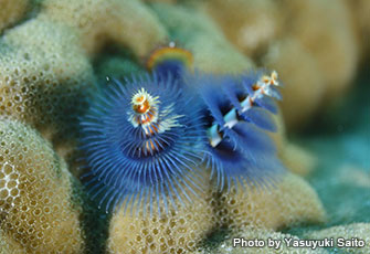サンゴ礁にすむ生き物図鑑 サンゴを隠れ家にしている生き物たち Marine Diving Web マリンダイビングウェブ