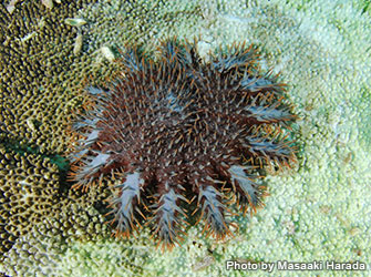 サンゴを食べる生き物図鑑 Marine Diving Web マリンダイビングウェブ