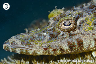 ❸海底に生息する擬態上手のエンマゴチ。瞳を覆うもの（虹彩皮膜）はコチ科でよく見られ、種ごとに特徴がある。その働きははっきりしないが、眼を隠すことで隠蔽効果をより高めているのかも？撮影／インドネシア
