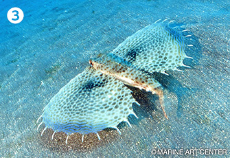 海のいきもの 見栄え重視 おサカナ何でもtop3 海の生き物 Marine Diving Web マリンダイビングウェブ