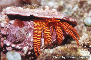 サンゴ礁でよく見られるベニワモンヤドカリ