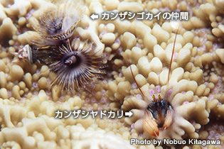 塊状サンゴの表面に見られるカンザシヤドカリは、カンザシゴカイの仲間が開けた棲管に入り込んで暮らしている。