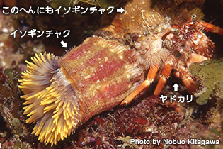 「貝殻だけでは不安！」とばかりに貝殻にイソギンチャクをくっつける種類には、ナイトで出会うソメンヤドカリやサメハダヤドカリなどがいる。