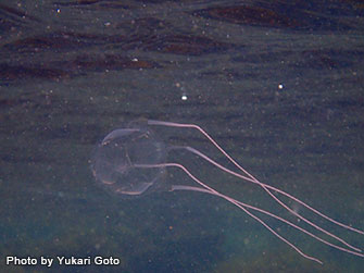 夏の海に現れる毒クラゲ 海のいきもの 海の生き物 Marine Diving Web マリンダイビングウェブ