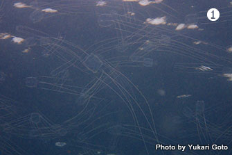 水深1mくらいのとこに結構な数で群れていたアンドンクラゲ。触手はかなり長いうえ透明なので、気づかぬうちに刺されてしまうことも。1匹でも見かけたら要注意。撮影／相模湾