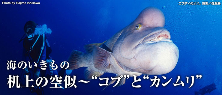 コブダイとカンムリブダイの見分け方 海のいきもの 海の生き物 Marine Diving Web マリンダイビングウェブ