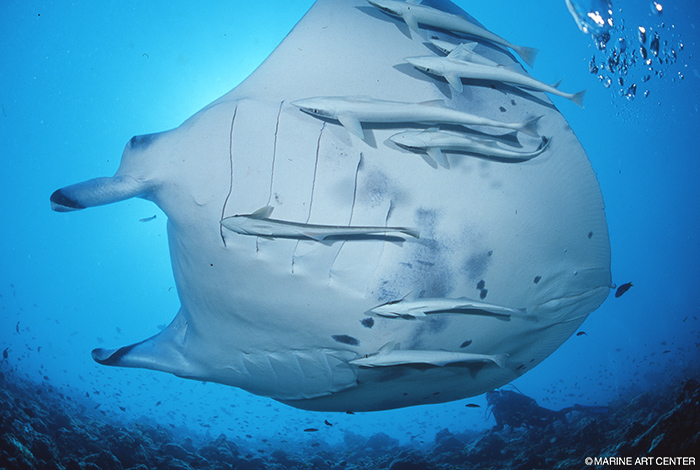 コバンザメ徹底解剖 知られざる不思議な生態 海のいきもの 第18回 Marine Diving Web マリンダイビングウェブ