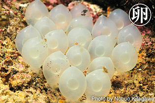 ハナイカを含むコウイカの仲間は、卵を1つずつ産み付ける。どこに産卵するかは種類によって異なり、ハナイカは海底近くの岩の下の天井などを産卵床とする