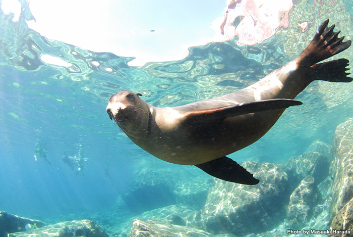 海のいきもの アシカと その仲間たち 海のいきもの 海の生き物 Marine Diving Web マリンダイビングウェブ