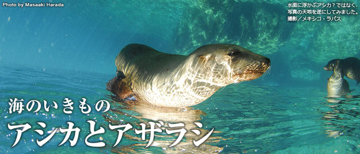 アシカとアザラシの見分け方と その仲間たち 海の生き物 Marine Diving Web マリンダイビングウェブ