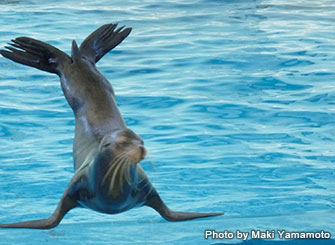 アシカとアザラシの見分け方と その仲間たち 海の生き物 Marine Diving Web マリンダイビングウェブ