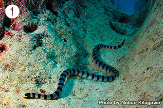 ❶爬虫類のウミヘビ。世界中の暖海や河川などに約50種が報告されているが、日本人ダイバーがよく見る種類は5～6種程度。いずれも独特のリング模様が特徴。写真は多分アオマダラウミヘビ。撮影／沖縄・宮古島