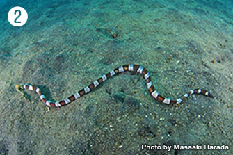 ❷魚類のシマウミヘビという種類。爬虫類のウミヘビは猛毒をもつので、おそらく身を守るための擬態。インド-太平洋の暖海の砂地に生息。撮影／インドネシア・レンベ