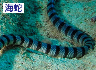 海蛇　爬虫類なので当然ながらヒレはない。体表にはウロコが目立つ。