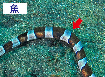 魚類　シマウミヘビでは基底の長い背ビレや尻ビレが目立つ。ホタテウミヘビのように大きな胸ビレをもつ種類もいる。